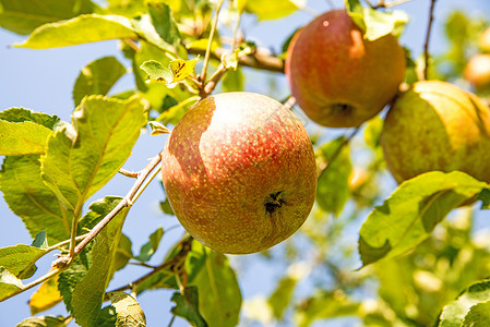 夏天在树上苹果绿色苹果树栽培季节性种植园水果食物背景图片