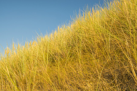 蓝色天空的欧洲马拉姆草背景图片
