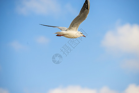 黑头海鸥在海滩深处飞行天空野生动物蓝色动物航班动物群背景图片