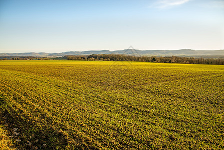 冬季小麦种植背景图片