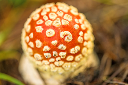 苍蝇 青春的蘑菇药物药品真菌仪式圆形战士球形毒蝇背景图片