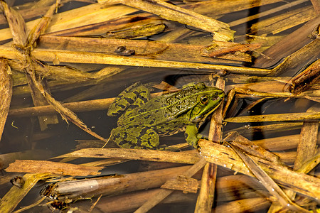 池塘中的普通水青蛙动物野生动物阳光浴荒野青蛙绿色两栖动物群环境背景图片