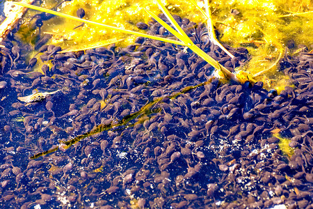 波兰池塘中的花粉旱獭游泳漂流动物青蛙两栖野生动物蝌蚪保护环境背景图片