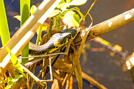 黑腹沼泽蛇无毒的沼泽湖高清图片