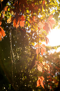 以秋色的古墙上叶子季节性背光绿色晴天红色太阳藤蔓树叶灯光背景图片