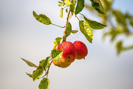 夏天在树上苹果种植园红色绿色食物水果季节性苹果树栽培背景图片