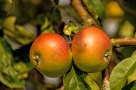 夏天在树上苹果水果栽培苹果树绿色食物红色季节性种植园背景图片