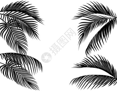 小川一组黑色和白色热带棕榈叶 在白背景插图上孤立显示插画