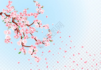 透明花蕾素材樱花 有柔和的花朵 叶子和樱桃花蕾的树枝 樱桃花瓣 透明背景图插画