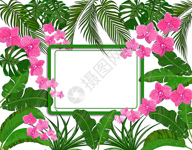 绿色植被图相框香蕉 椰子 怪兽和Ogawa 粉红兰花等绿色热带树叶 广告 广告空间插画