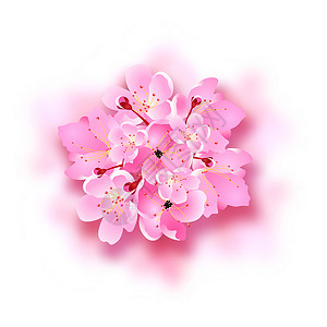韦尔纳萨装饰的萨库拉花朵 花束 带有阴影的设计元素 可用于卡片 邀请函 海报插画
