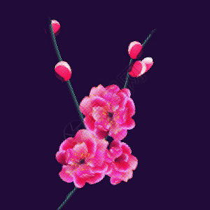 粉红优昙花花蕾粉红鲜花和花蕾的枝条 樱月点 在深紫底背景上隔离 插图插画
