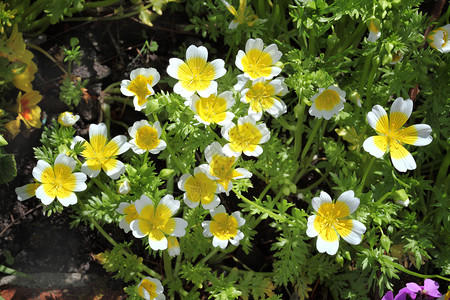 道格拉斯浸蛋厂花园园艺百合草本水平花坛花头植物花瓣宏观背景