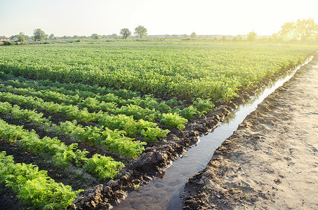 绿色胡萝卜和马铃薯灌木浇灌种植园景观 农业工业和农业综合企业 块根 农艺学 欧洲有机农业 在农场种植粮食 呵护与收获背景图片