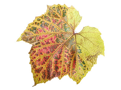 在秋天秋天颜色的藤叶在白色背景切出高清图片