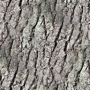 高清晰度高光光照现实 无缝树木纹理图案木头松树高分辨率材料苔藓照片植物荒野木材框架背景图片