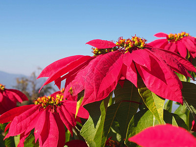 特写 Poinsetia 花背景图片