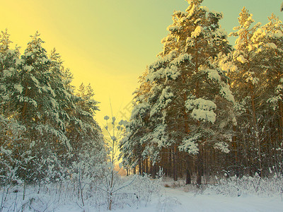 覆盖的松果雪松树白色木头雾凇蓝色森林阳光季节天气天空背景图片