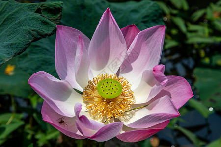 粉红莲花满地开花 池子里有叶子背景图片