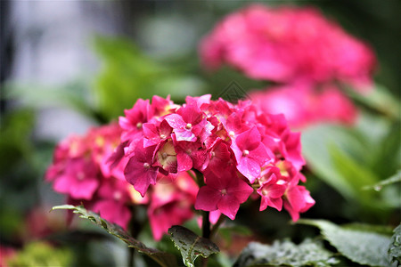 乌雨中湿润的鲜花粉色树叶绿色季节背景植物群公园深色花园黄色背景图片