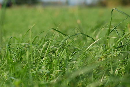 牧草上的绿草背景图片