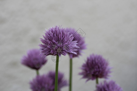 白墙前的香花植物绿色植物群草本草本植物白色背景图片