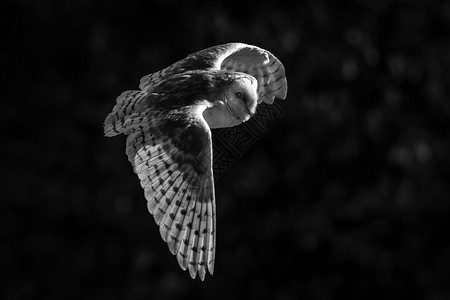 普通矶鹞普通的Barn Owl Tyto alba 飞行中展翅开阔背景