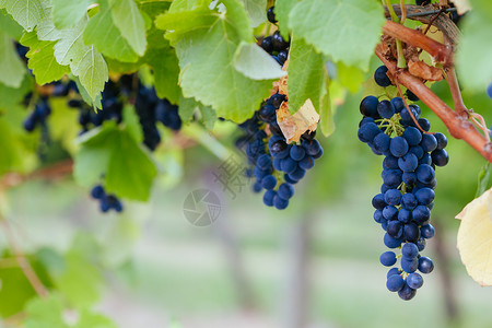 澳大利亚Yarra山谷的葡萄藤蔓植物葡萄园食物生长水果乡村葡萄叶酒厂果汁背景