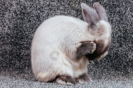 查拉普蓬松的灰色的高清图片