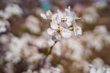 模糊的自然背景上的苹果花朵水平苹果树白色雌蕊枝条樱花背景图片