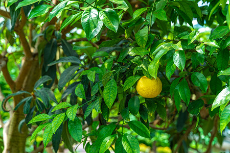 绿树上的黄柠檬晴天叶子植物树叶收成树林生长水果背景柠檬背景图片
