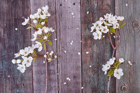 一棵苹果树的两枝枝子 花儿放在木板上背景