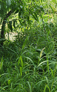 绿色纹理背景植物草地迷迭香电话绿色植物背景图片