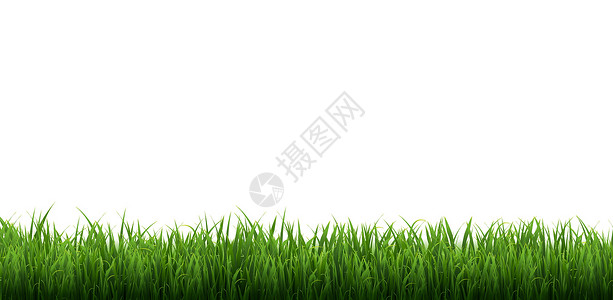 白色开花草孤立在白色背景上的绿草边框草地草原艺术叶子横幅场地边界插图广告全景插画