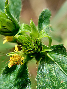 具有自然背景的节点杂草又名 synderella杂草宏观照片蔬菜花园猪草树木黄花旱莲草栽培背景图片