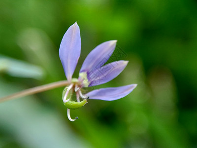 具有自然背景的红蜘蛛花 紫球 玛曼蒙古 马曼兰江蔷薇花园荒野兰花叶子草本植物药品树叶紫色热带图片