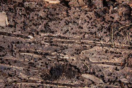 树皮树皮 有养蜂鸟喂养的痕迹导管树木幼虫侵扰甲虫森林害虫棕色背景图片