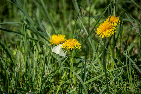 带花地和昆虫的草地家族大戟绿色射线花朵雏菊植物总结花蜜黄色背景图片