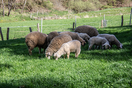 牧草里有羊羔和绵羊晴天绿色饲养羊毛羔羊动物围栏牧场草原背景图片