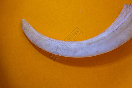 白色象牙野猪象金犬一样的野猪象牙食草动物假牙磨牙搪瓷牙齿白色假体背景