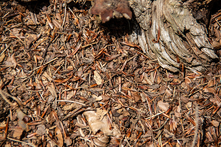 林中棕松针的蚂蚁巢昆虫林地垃圾流浪植物殖民地木质刨花森林勤勉背景图片