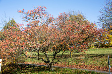 秋天的红绿灰树背景图片