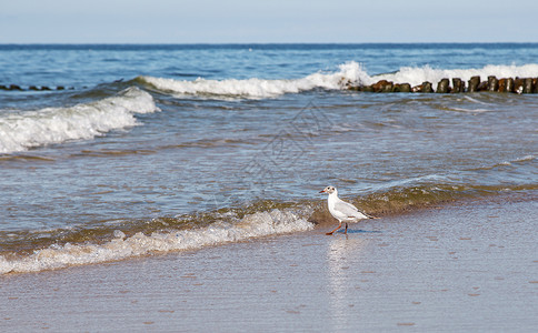 白海鸥站在海边沙滩上高清图片