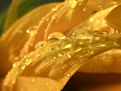 钻石雨黄太阳花的宏 有雨滴波纹花瓣露珠细流眼镜植物群环境珠子运动宏观背景