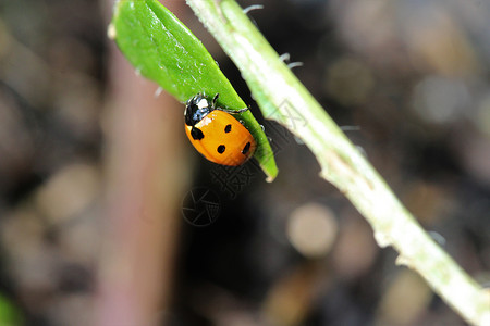 黑色红点素材作为绿色植物的特辑 Ladybug植物动物野生动物昆虫荒野花园季节黑色绿色甲虫背景