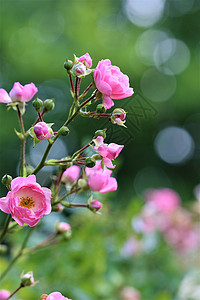 粉红在绿色背景下升起粉色花坛植物季节花园公园植物群背景图片