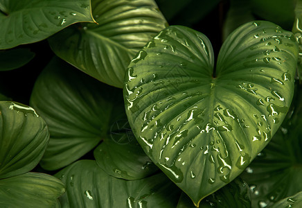 心之王绿色植物绿叶花园衬套环境生长均质绿色森林艺术高清图片