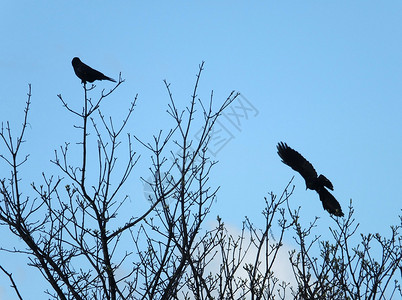 两只卡罗里昂乌鸦在休眠中 一只飞起来 一只树枝朝着蓝春空漫步背景图片