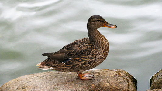 溪水边的鸭子在水边岸边的灰鸭子背景