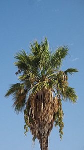 自然4K16 9移动壁纸 棕榈蓝色天空蓝天树叶墙纸电话背景图片